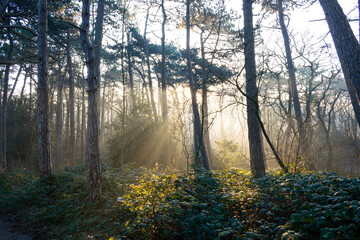 Obraz premium Sun beams between the trees on a winter morning