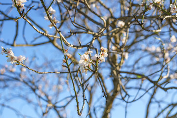 Soft pink almond blossoms bloom on a slender tree branch in sunlight.