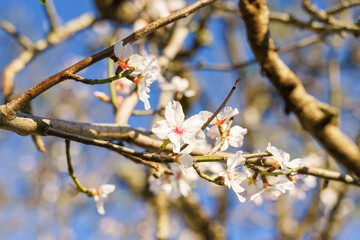 White almond blossoms with pink centers bloom on twisting branches under a blue sky.