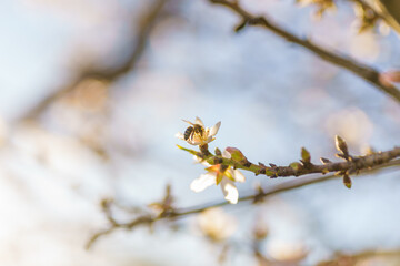 Bee collects nectar from delicate almond blossoms on a sunlit branch.