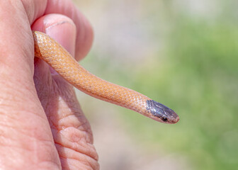 Plains Black-headed Snake
