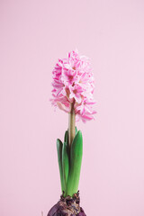 Pink hyacinth in a pot on the table