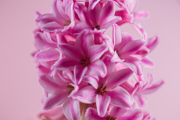 Pink hyacinth in a pot on the table