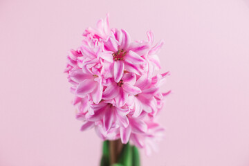 Pink hyacinth in a pot on the table