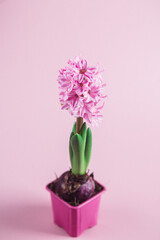 Pink hyacinth in a pot on the table