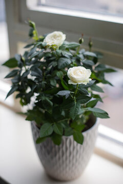 Potted rose plant with white roses in a windowsill