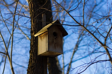 Birdhouse on a tree in a winter park. A rustic wooden birdhouse hangs on a tree surrounded by bare branches and a clear blue sky, embodying the essence of a peaceful winter day in nature.