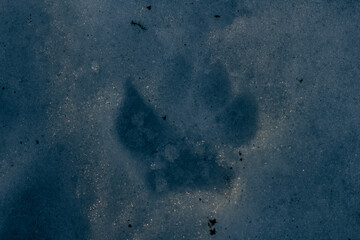 A dog's paw print in white snow. A close-up of a dog's distinct paw print in the sparkling snow captures the fleeting moment of the animal's passage through a winter landscape.