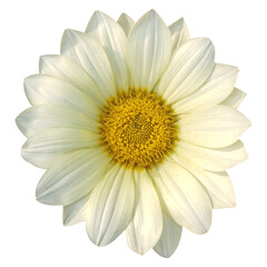 Fototapeta premium Bright White Dahlia Flower Stock Photo