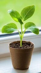 Nurturing hopeful plant growth on a windowsill in a cozy home environment close-up