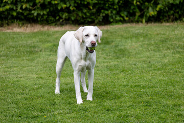 White Labrador Retriever relaxing in the garden