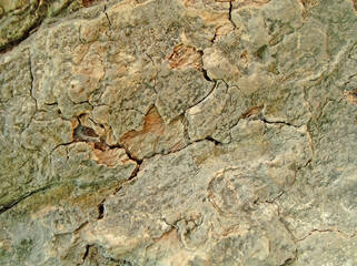 Sharp and very natural wood texture photo from nature