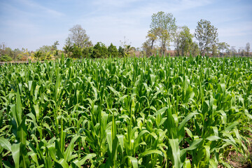 The Beauty of a Lush Green Corn Field