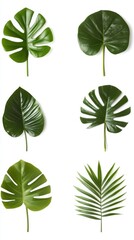 Fototapeta premium A collection of tropical plant leaves against a white background, featuring various shapes and sizes, showcasing the lush green color and texture of each leaf.