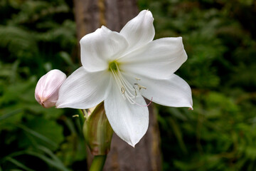 Blossom of Amaryllis in a park, Madeira, Portugal