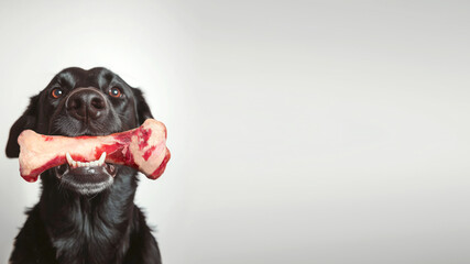 Close up view of black dog holds a large raw bone in its teeth