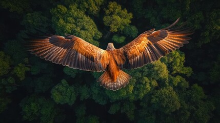 Eagle soaring above forest canopy, aerial view