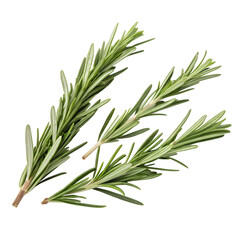 Fototapeta premium Sprigs of fresh rosemary on a transparent background.