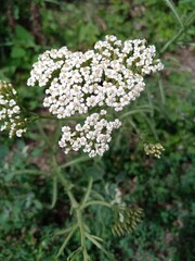 Delicate white flowers bloom in a lush green garden setting during summer