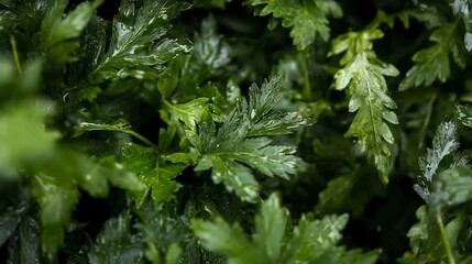 Closeup of DewCovered Greenery Leaves with Rich Textural Details : Generative AI