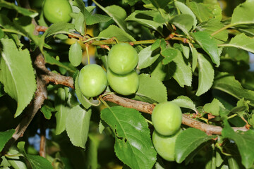 Grüne unreife Früchte der Kirschpflaume, Prunus cerasifera