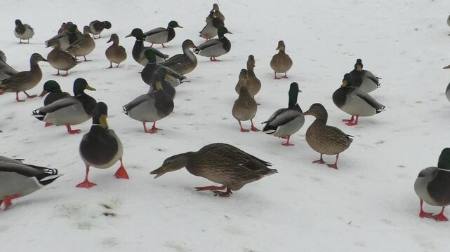 Wild ducks survive the winter snowfall, unhappy bird life, fight for the life of wild animals, unhappy birds. Nature is cruel to wildlife. Survival on the ice of the north. Living in harsh conditions.