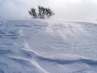 tree in snow