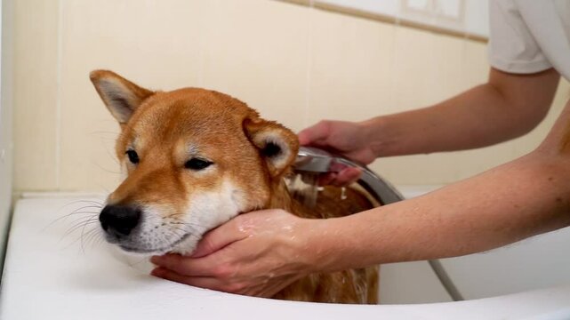 Dog in the shower after a walk