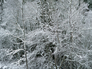 snow covered branches