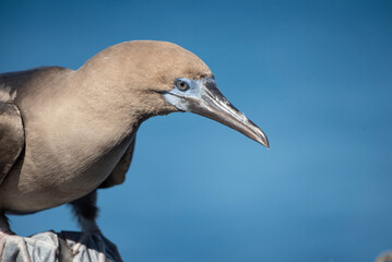 Red Footed Booby