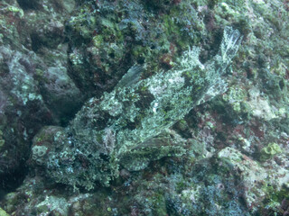 Stone Scorpionfish
