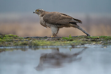 Eurasian goshawk - Astur gentilis by waterhole with reflection on water at blue background. Photo from Białowieża Forest in Poland. 