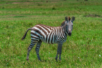 Jeune zèbre regardant la caméra dans une plaine du Serengeti, Tanzanie