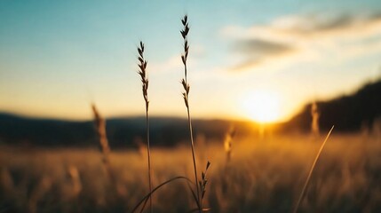 Tranquil Sunrise Over a Wheat Field Captured in Serene Natural Light : Generative AI