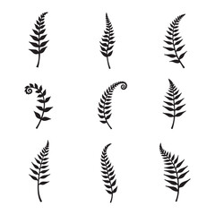 Botanical illustration, detailed fern leaves, green fronds, symmetrical arrangement, white background