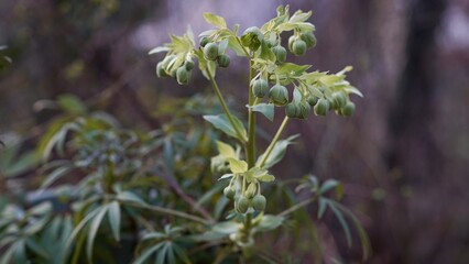 Palmblatt Nieswurz im Winter.