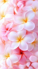 Fototapeta premium A stunning close-up of pink and white frangipani flowers, creating a serene and vibrant background with a soft, cinematic touch.