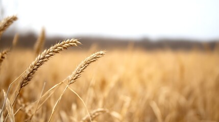 Golden Wheat Field Swaying In The Breeze Under Clear Sky Horizon : Generative AI