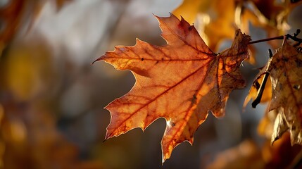 Closeup of Autumn Maple Leaf Highlighting Veins and Vibrant Orange Hues : Generative AI