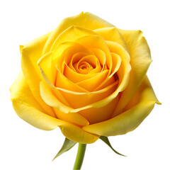 yellow rose isolated on white
