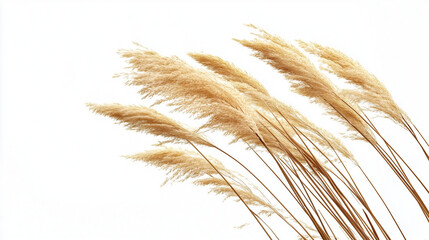 Reed Plant Photography on White Background