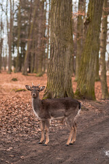 A wild deer walks in the forest