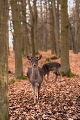 A wild deer walks in the forest