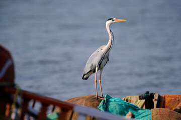 18 January 2025, Ujjani Dam. Bhigwan Bird Sanctuary, Toursits boating at Bhigwan bird sanctuary, Bhigwan. Maharashtra, India