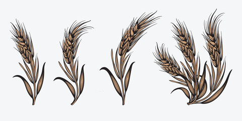  Wheat field isolated wheat ears vector set illustration on white background.