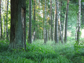 Naklejka premium spring forest with birches and oaks