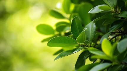 Obraz premium Close Up of Green Foliage with Blurred Background of Lush Summer Vegetation : Generative AI