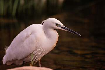 Elegant White Heron Poised by Calm Riverbank in Verdant Setting