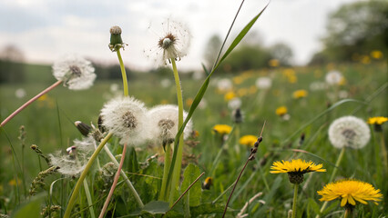 dandelions in the meadow