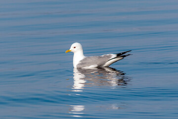 A common gull bird swims in clear lake water.